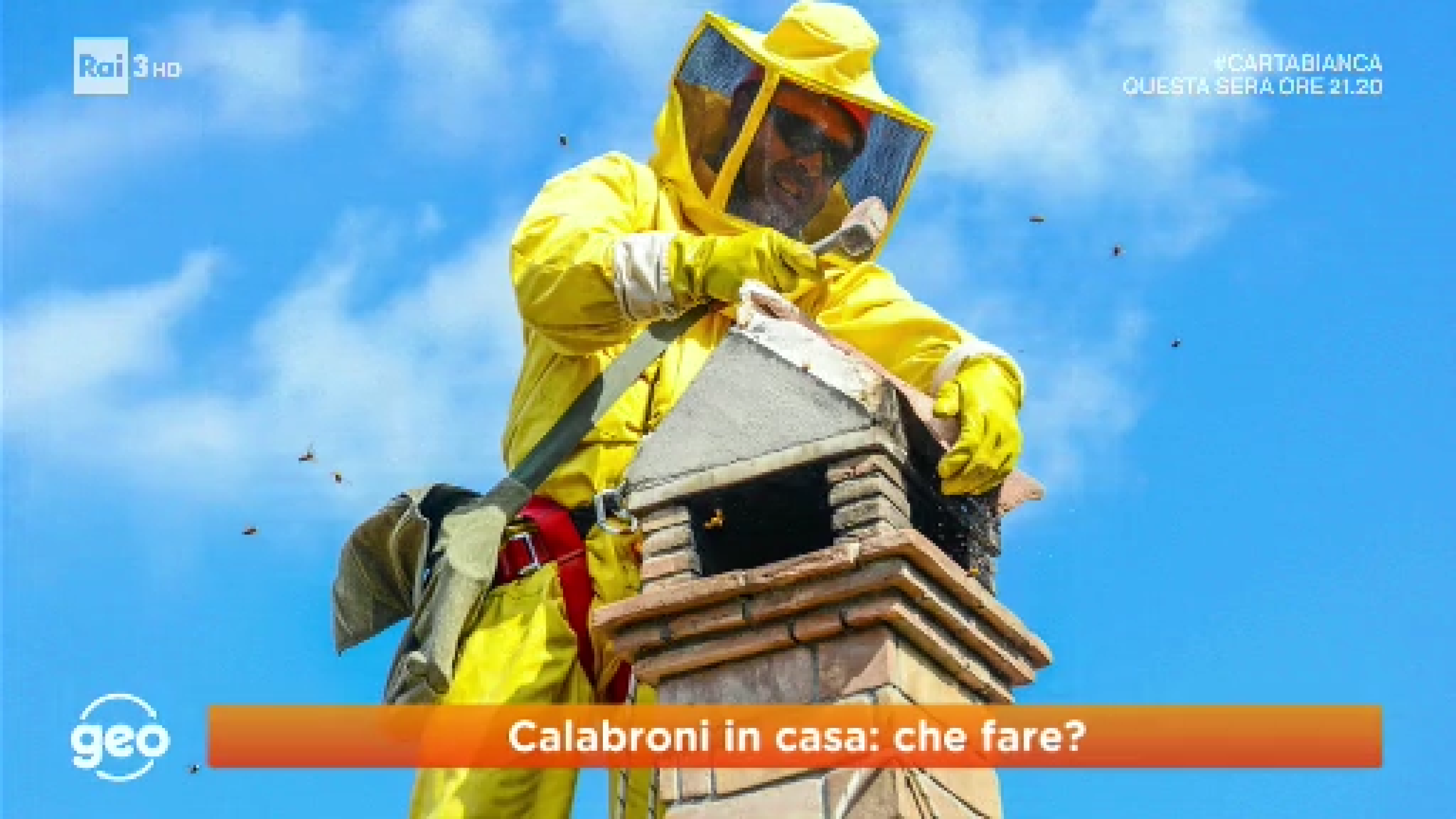 rimozione-api-vespe-calabroni